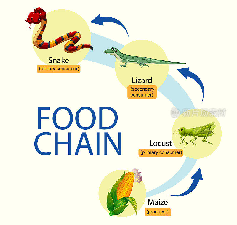 科学食物链图