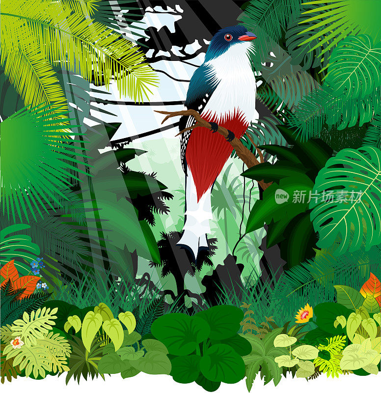 热带鸟类，丛林中的古巴飞禽