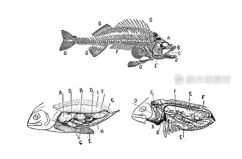 古董插图:鱼解剖