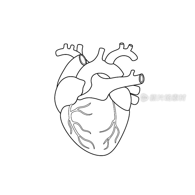 黑白矢量插图的儿童活动彩色书页与内部器官心脏的图片。