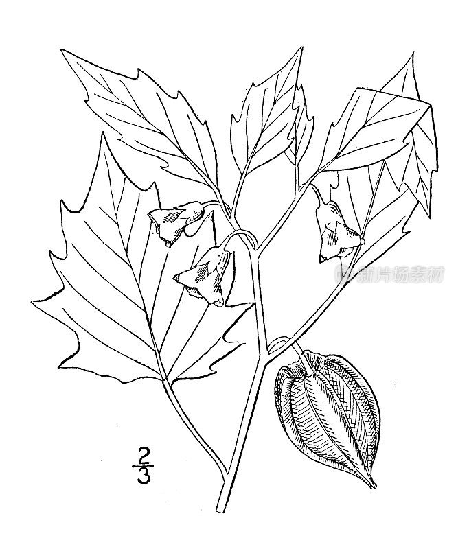 古植物学植物插图:酸浆，切叶樱桃