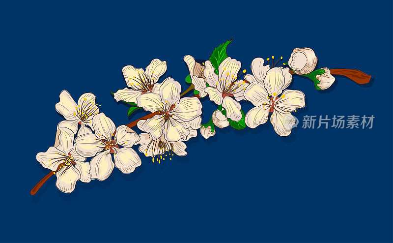 樱花矢量插图。春天来了。樱花,