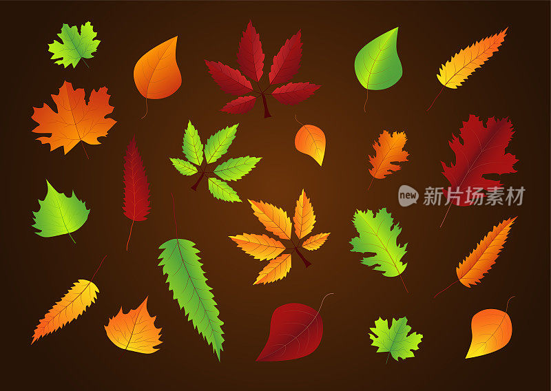 不同形状、不同颜色、不同大小的秋叶