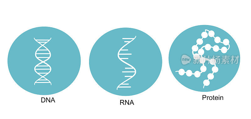 分子生物学的标志:在活细胞中携带遗传物质的重要分子DNA、RNA和蛋白质