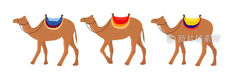 一群骆驼。骆驼正在排队。矢量插图。