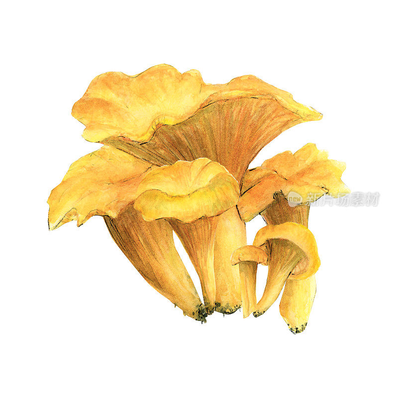 蘑菇的水彩画插图。鸡油菌亮橙色