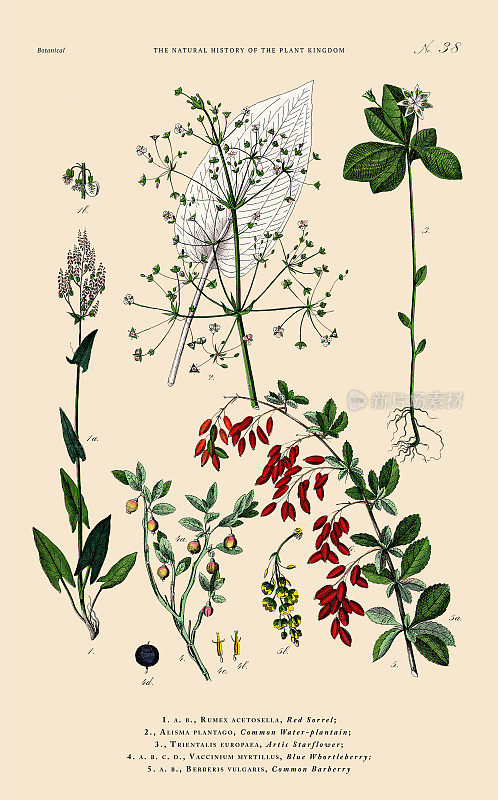 手工着色的植物雕刻，植物王国的历史，维多利亚植物插图，盘子38，大约1853年