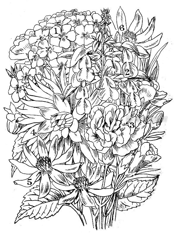 古董雕刻插图:夹竹桃，鼠尾草，康乃馨，大丽花