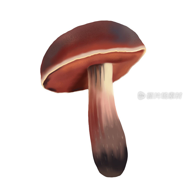 水彩画写实蘑菇。阿斯彭真菌。森林蘑菇的现实插图
