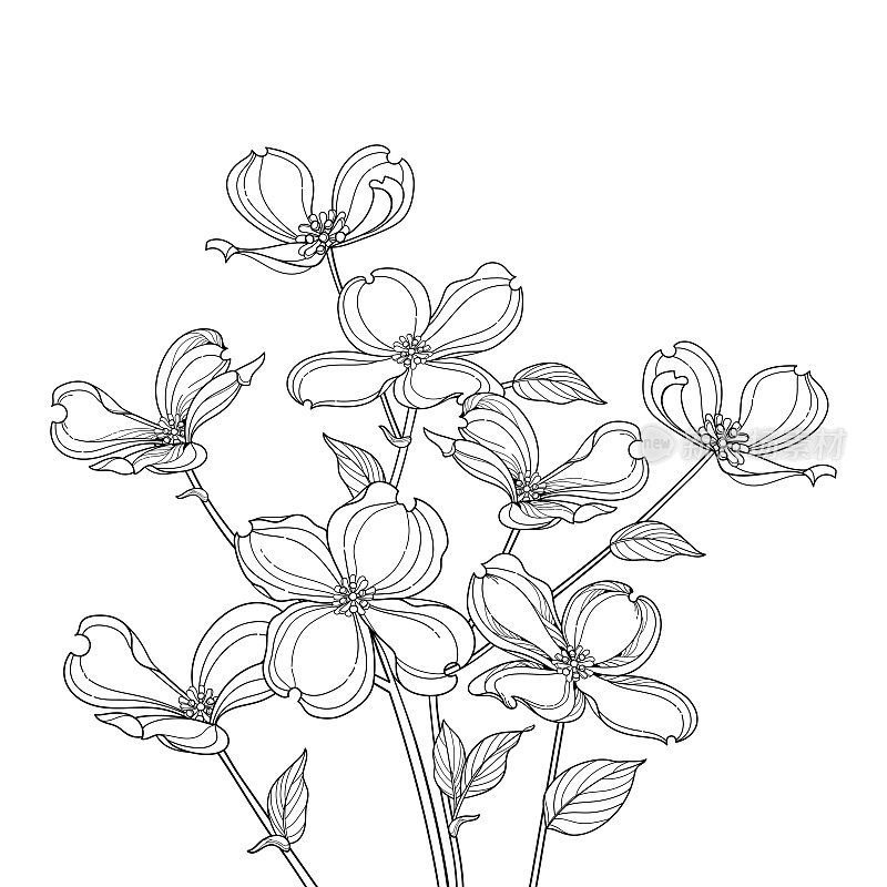 一束轮廓美国山茱萸或山茱萸佛罗里达花和叶子在黑色孤立的白色背景。