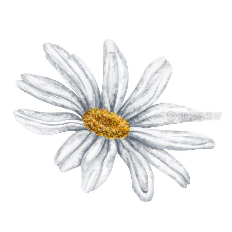 一个美丽的白色洋甘菊，侧视图。在白色的背景上。为花草茶、天然化妆品、香薰、保健品设计