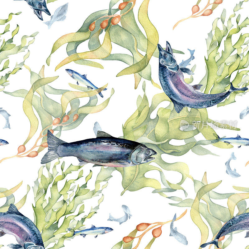 无缝模式的鲑鱼和海洋植物水彩孤立的白色。野生鱼类，海带，海带手绘。设计元素用于纺织品、包装、纸张、包装、背景、鱼市