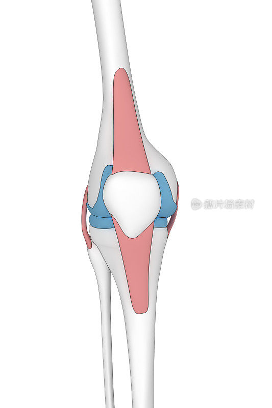 膝关节前视图解剖卡通外观