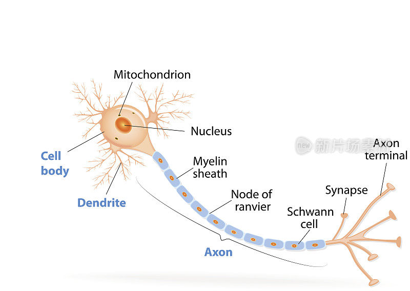 典型神经元的结构