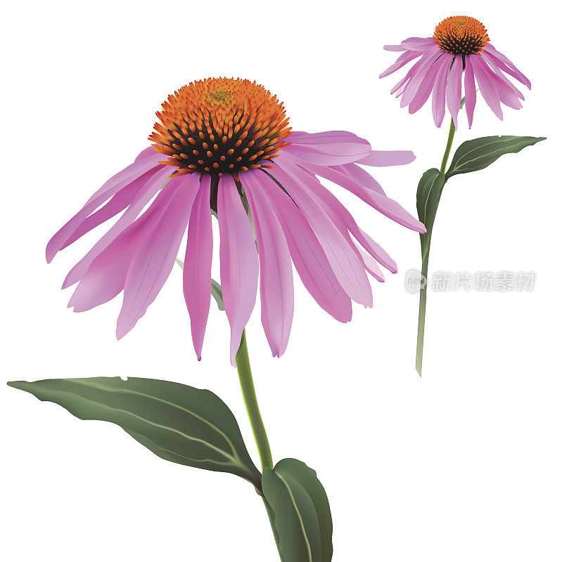 球果花紫锥菊
