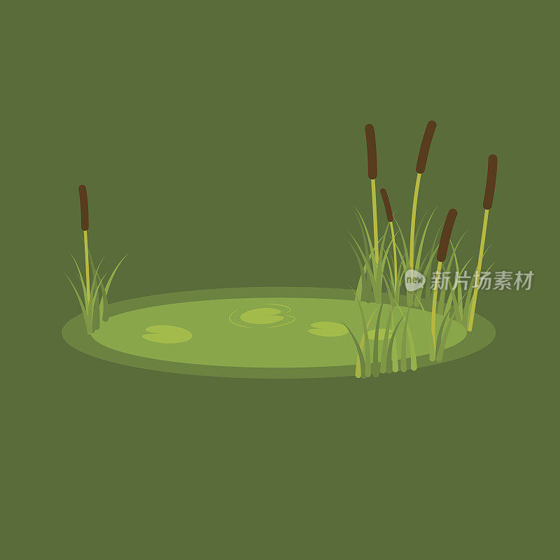 矢量插图的沼泽，芦苇和睡莲在绿色的背景