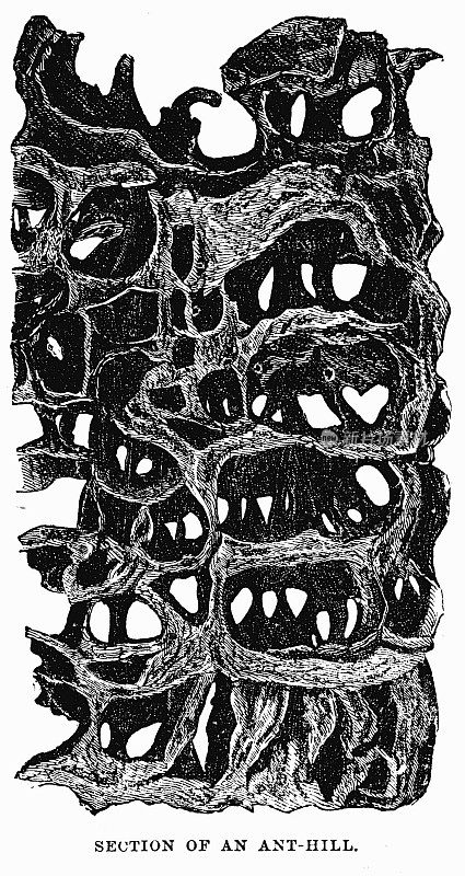 维多利亚插图的蚁丘部分;19世纪的昆虫学和对昆虫和野生动物的研究