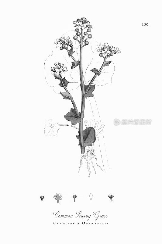 常见的坏血病草，耳蜗，维多利亚植物学插图，1863年