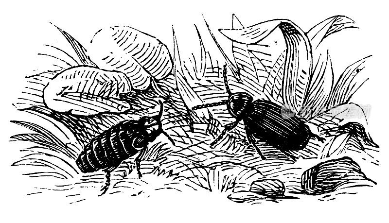 萤火虫(夜光七鳃鳗，雄，雌)