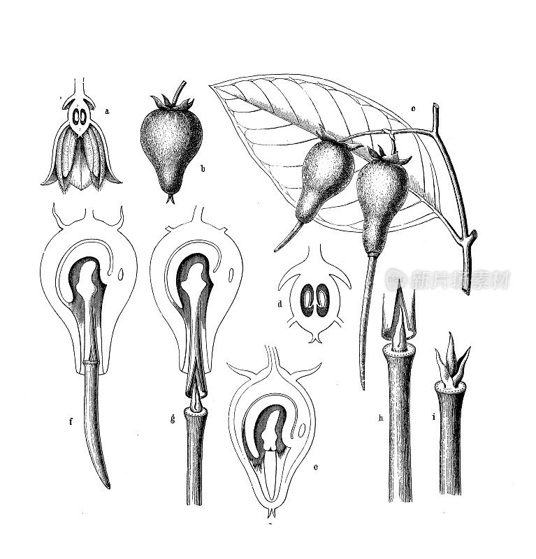古植物学插图:石菖蒲