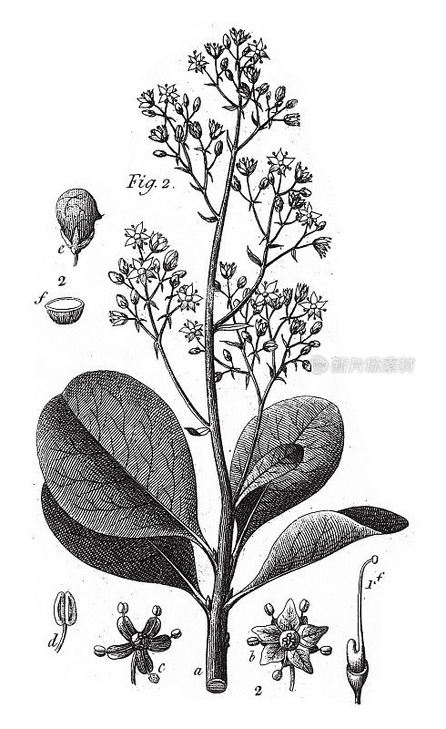 烟树，各种植物，包括漆树，芦花和葫芦家族的成员雕刻古董插图，出版于1851年