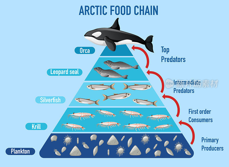 北极食物链金字塔
