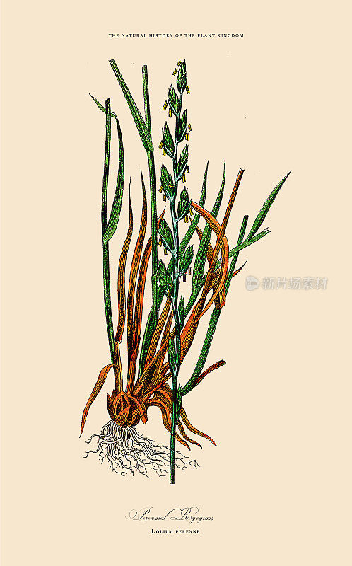 草，植物王国，维多利亚植物插图，大约1853年