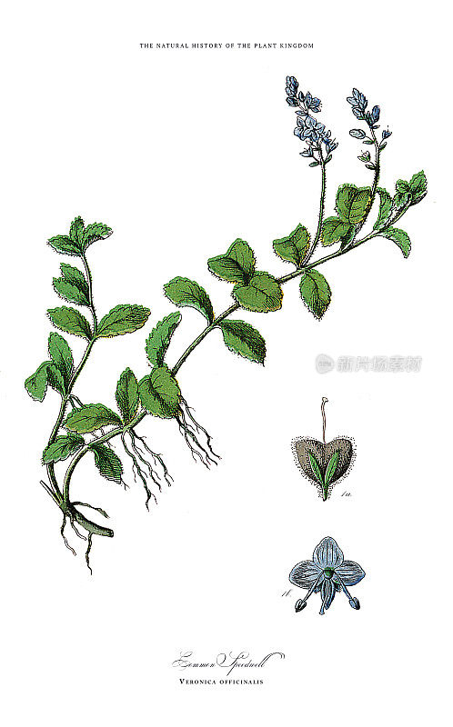 开花植物，植物王国，维多利亚植物插图，大约1853年