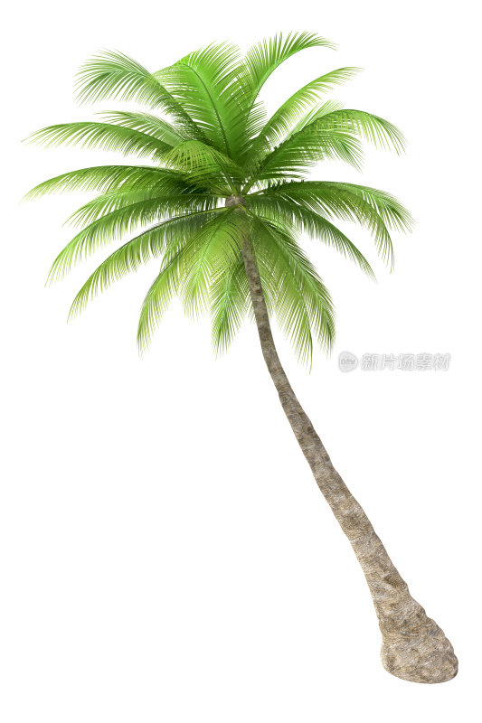 在白色背景上孤立的棕榈树