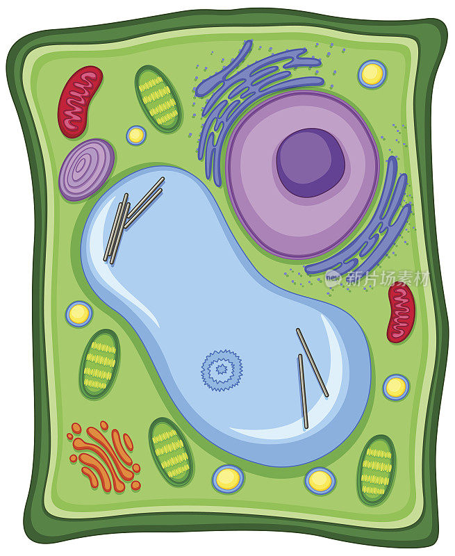 有细胞膜的植物细胞