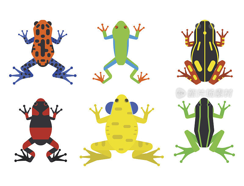 青蛙卡通热带动物卡通两栖动物吉祥物人物野生矢量插图