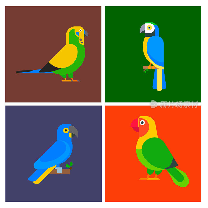 鹦鹉鸟类繁殖物种动物剥皮者小册子自然热带长尾小鹦鹉教育彩色宠物矢量插图