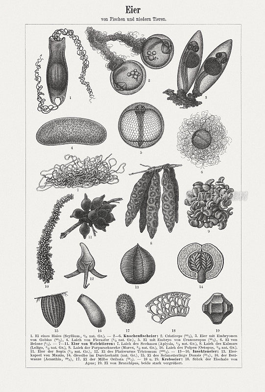 鱼卵、软体动物卵、昆虫卵、螃蟹卵、木刻，1897年出版