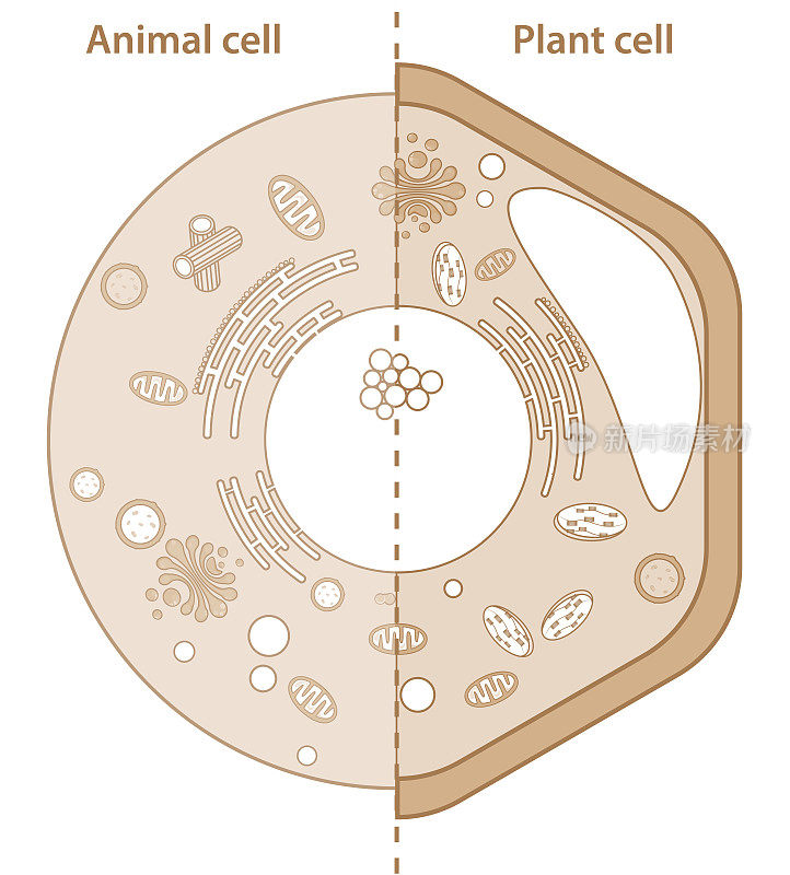 比较植物和动物细胞显示不同的细胞器。科教用高分辨率单元画。