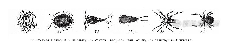 鲸虱，切斯利普，水蚤，鱼虱，蜘蛛，切利弗，动物种类分类雕刻古董插图，1851年出版