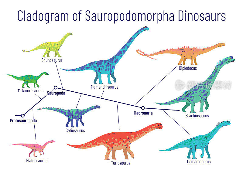 蜥脚类恐龙的分枝图。彩色矢量图解显示关系之间的蜥脚类-原蜥脚类，蜥脚类，大纲。白色背景上的恐龙。