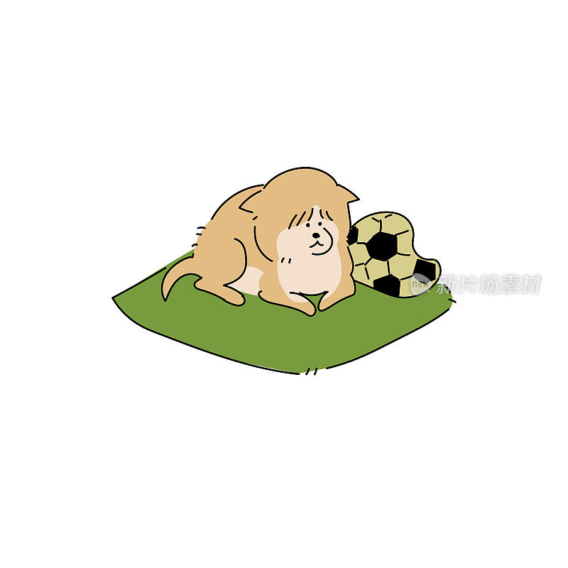 老柴犬和老足球躺在垫子上