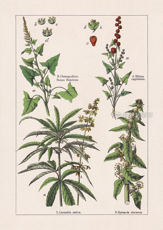 Magnoliids，色版印刷术，出版于1895年