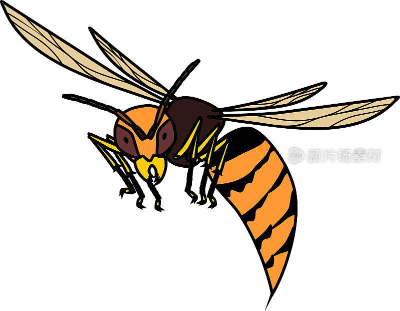 飞行的欧洲大黄蜂(黄蜂)孤立的白色背景