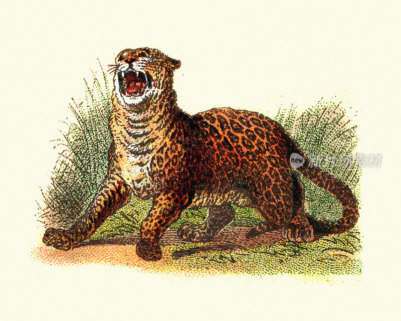 咆哮的美洲虎，大型猫科动物，食肉动物，野生动物，古董插图