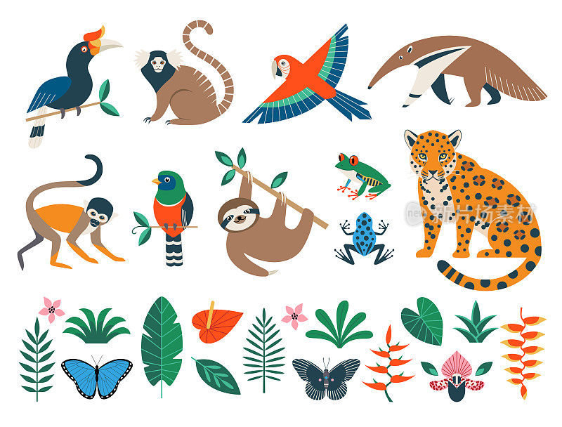 野生雨林动物，鸟类，花和叶