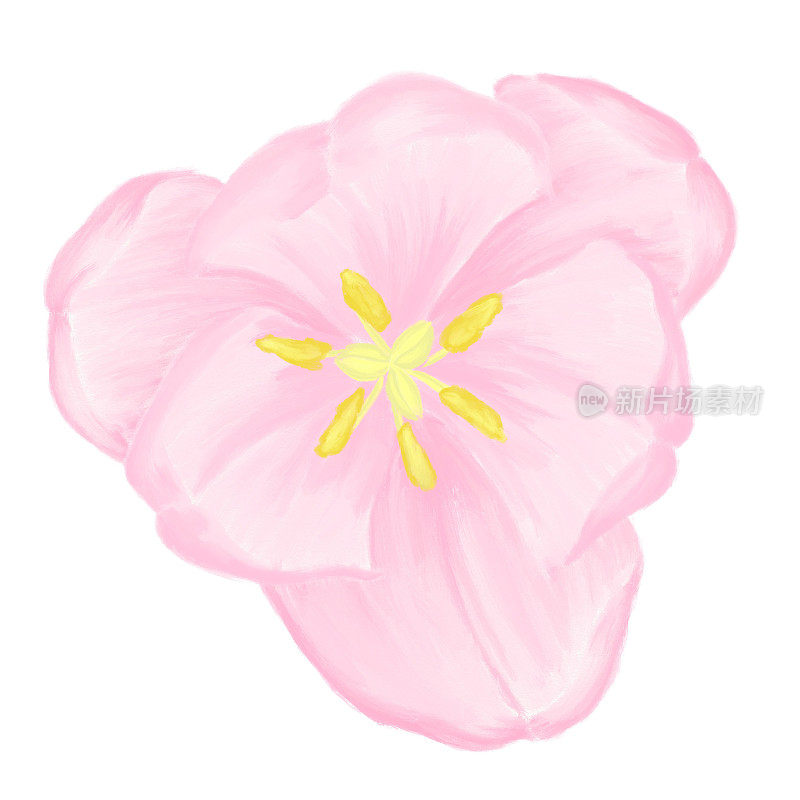 郁金香花，俯视图粉红春芽