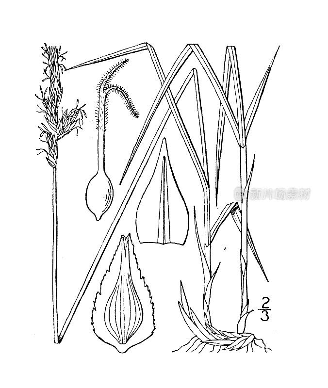 古植物学植物插图:苔草，干刺莎草，山莎草