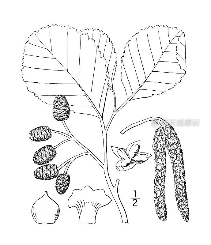 古植物学植物插图:桤木、欧洲桤木