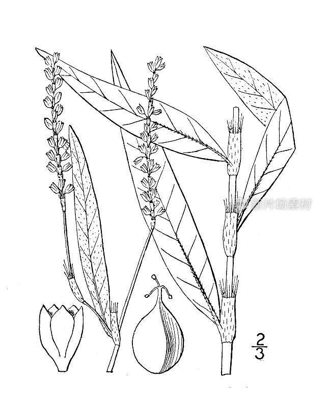 古植物学植物插图:水蓼，温和的水辣椒
