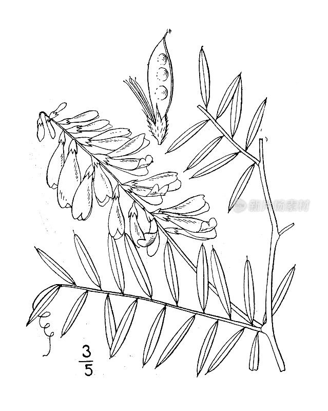 古植物学植物插图:野豌豆，野豌豆