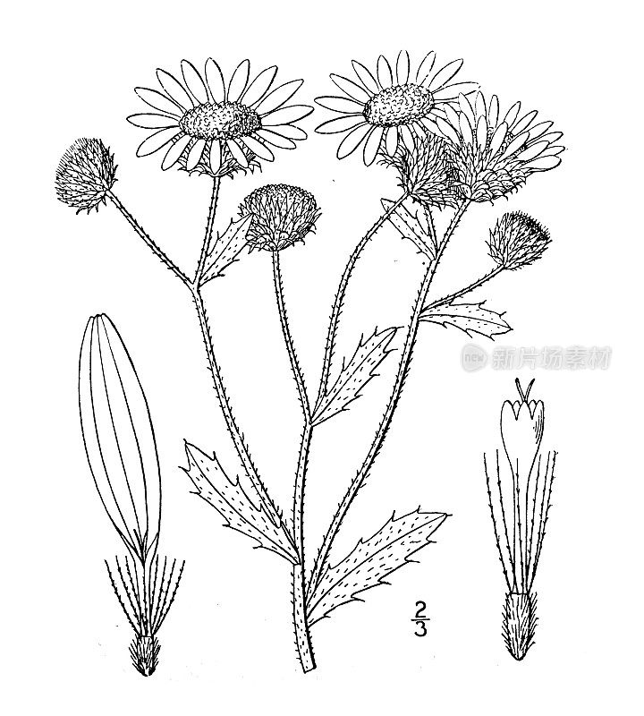 古植物学植物插图:毛果木、粘毛果木