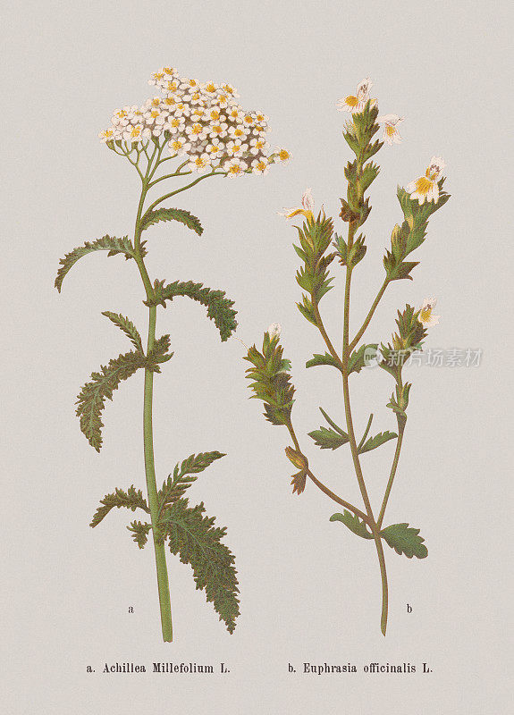 秋花(菊科，Orobanchaceae)，彩色石刻，1886年出版