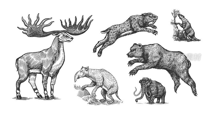 猛犸象或灭绝的大象，长毛犀洞熊狮。剑齿虎，爱尔兰麋鹿或鹿，地懒，大地懒科。的动物。复古的哺乳动物。手绘雕刻素描。