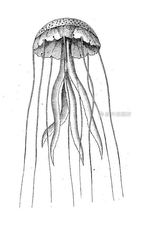 古代生物动物学图像:菊花